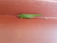 Neoconocephalus retusus