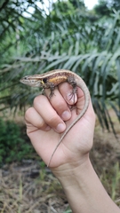 Sceloporus teapensis