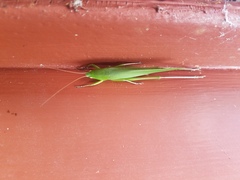 Neoconocephalus retusus