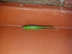 Neoconocephalus retusus