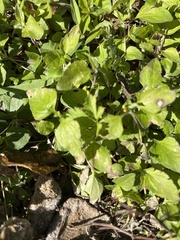 Calyptocarpus vialis