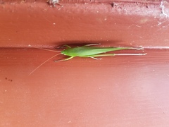 Neoconocephalus retusus