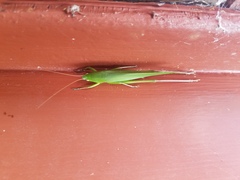 Neoconocephalus retusus