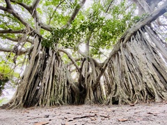 Ficus benghalensis