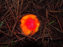 Amanita muscaria muscaria