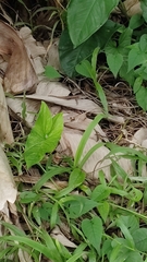 Sceloporus teapensis