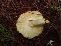 Amanita muscaria muscaria