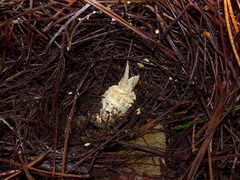 Amanita muscaria muscaria