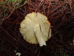 Amanita muscaria muscaria