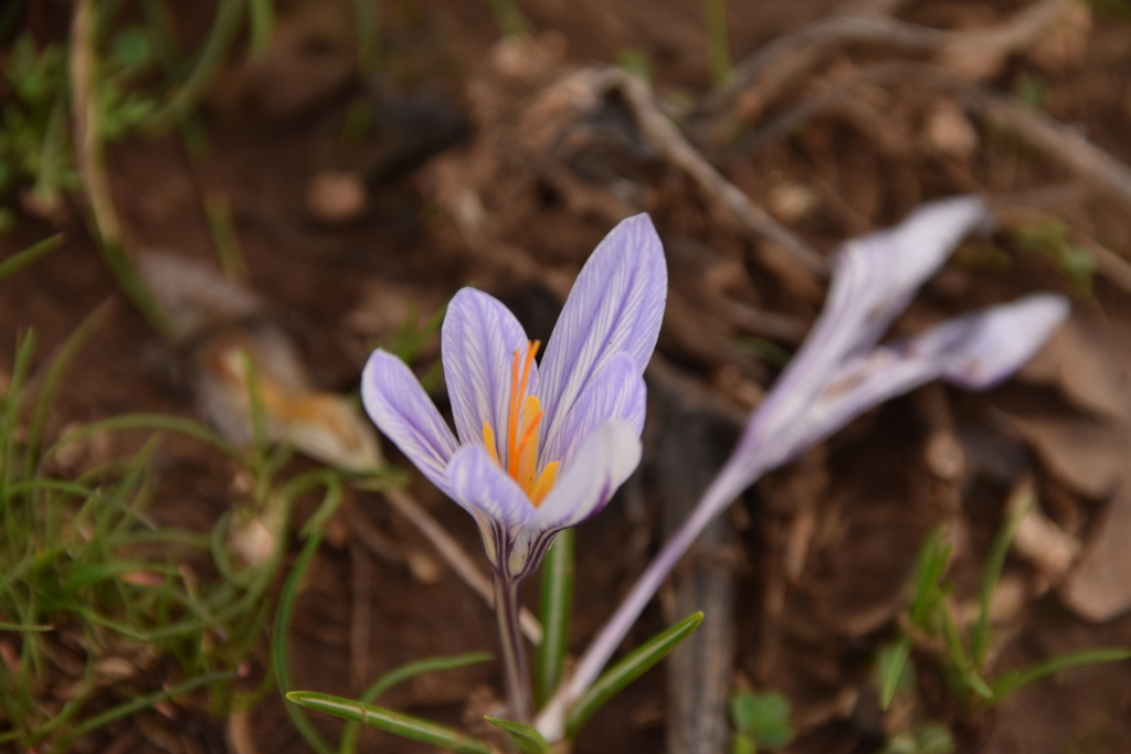 Crocus cancellatus; photograph (c) Mitch Van Dyke, some rights reserved (CC BY)