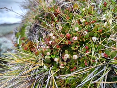 Gaultheria nubicola