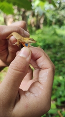 Anolis sericeus
