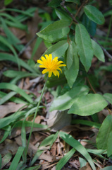 Krigia dandelion