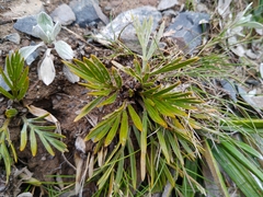 Aciphylla similis