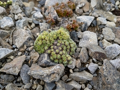 Veronica pulvinaris