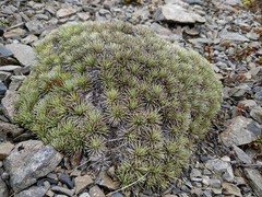 Celmisia sessiliflora