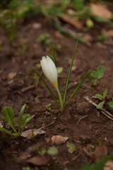 Crocus hyemalis