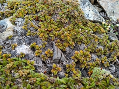 Anisotome imbricata