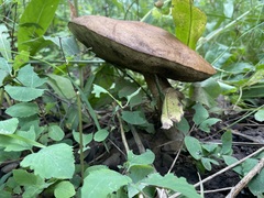 Leccinum insigne