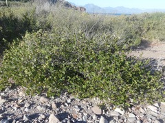 Gossypium davidsonii