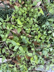 Calyptocarpus vialis