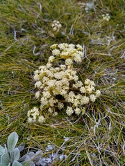 Aciphylla monroi