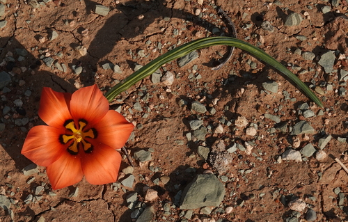 Romulea unifolia