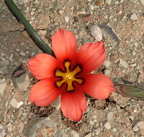 Romulea unifolia