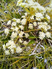 Aciphylla monroi