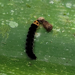 Apistosia judas