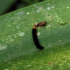 Apistosia judas