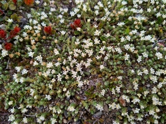 Kelleria dieffenbachii