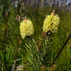 Melaleuca pityoides