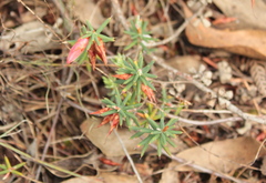 Stenanthera conostephioides