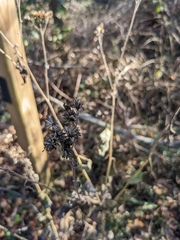 Verbesina virginica