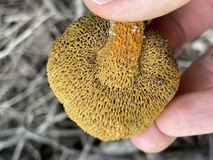 Suillus lakei