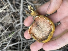 Suillus lakei