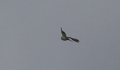 Accipiter striatus