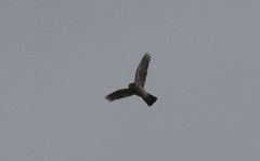 Accipiter striatus