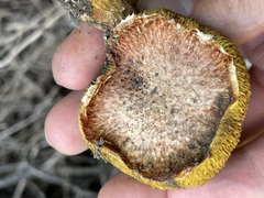 Suillus lakei