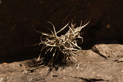 Tillandsia recurvata