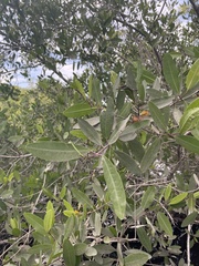 Laguncularia racemosa