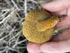 Suillus lakei