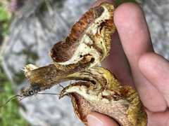 Suillus lakei