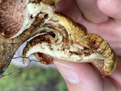 Suillus lakei