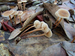 Mycetinis copelandii