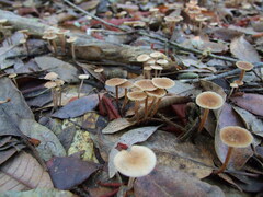 Mycetinis copelandii