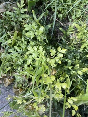Lygodium japonicum