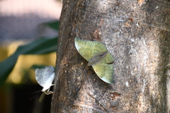 Dophla evelina
