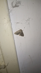 Colostygia multistrigaria